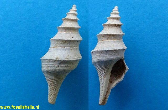 Cochlespira species