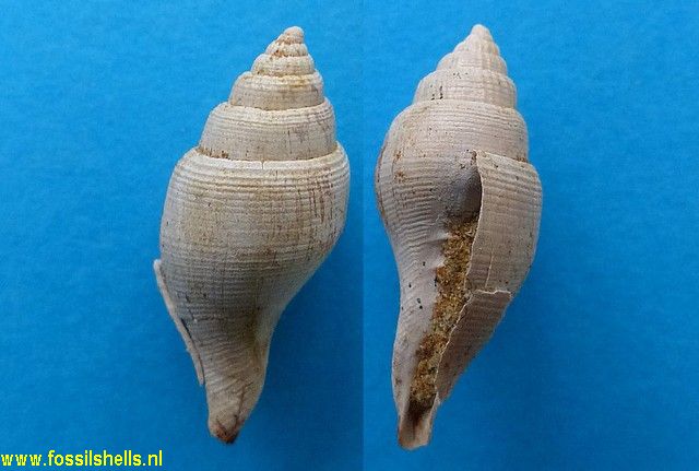 Mitra species