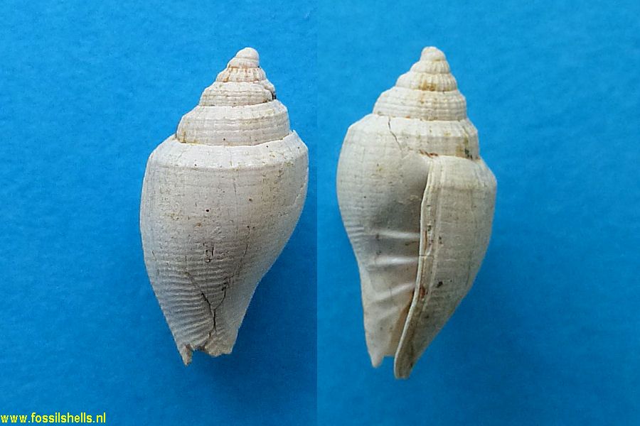 Conomitra species