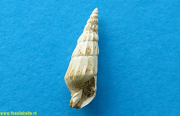Terebra species