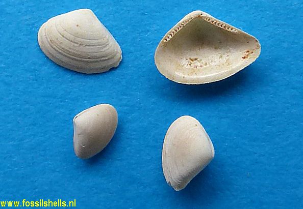 Nuculana species