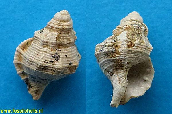 Austrotriton species