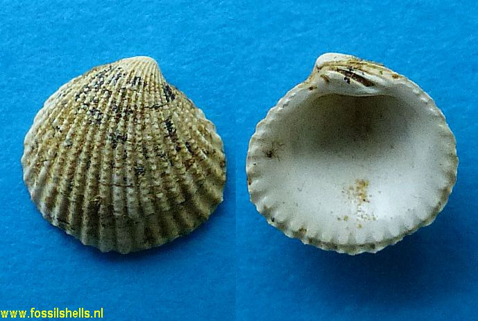 Cardita species