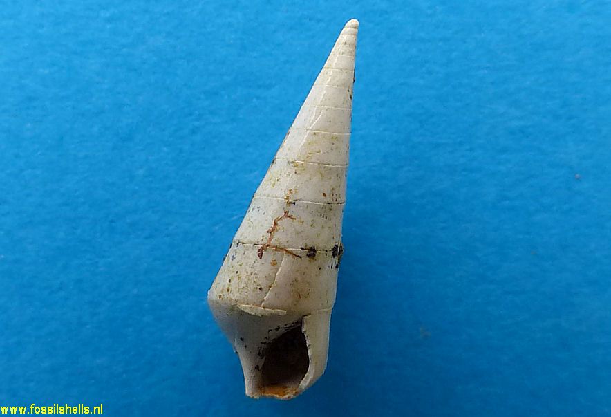 Melanella species