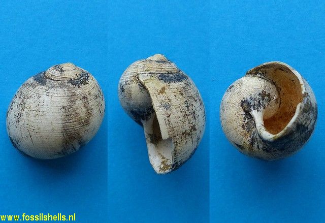 Globisinum species
