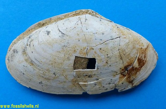 Tellina species