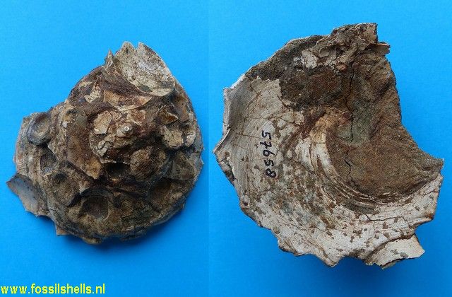 Xenophora prognata