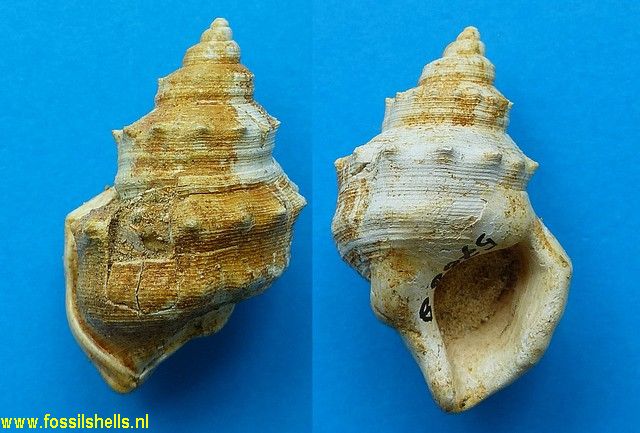 Pelicaria species