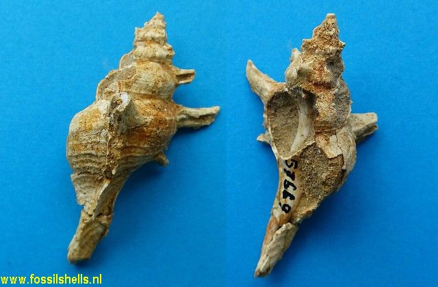 Poirieria delli