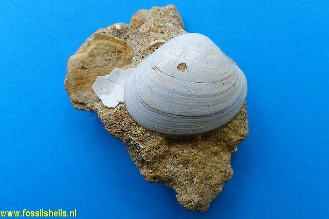 Notocallista watti