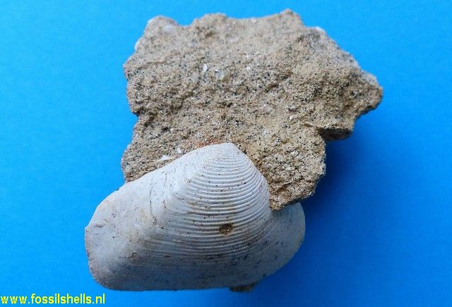 Spissatella species