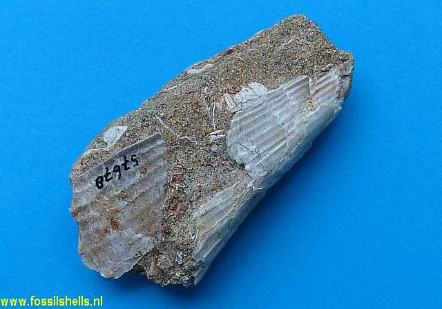 Pinna species