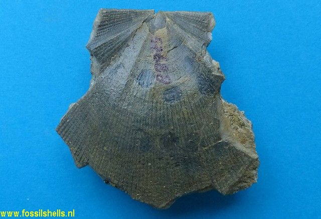 Chlamys species