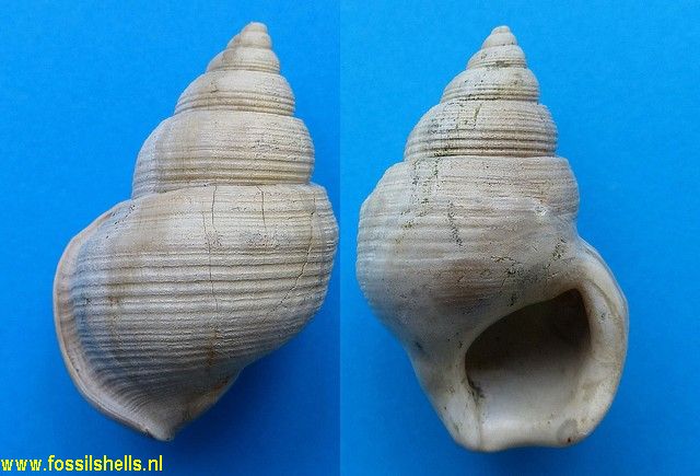 Struthiolaria species
