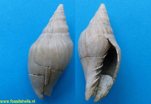 Pachymelon species