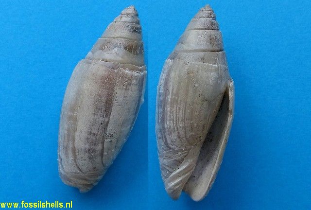 Lamprodomina neozalanica