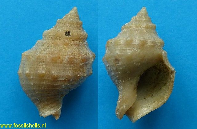 Austrofusus species