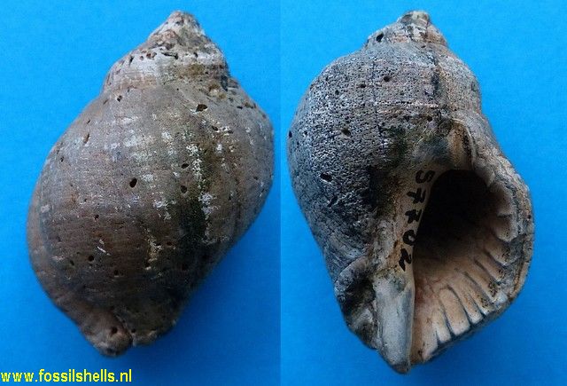 Thais species