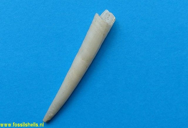 Dentalium species