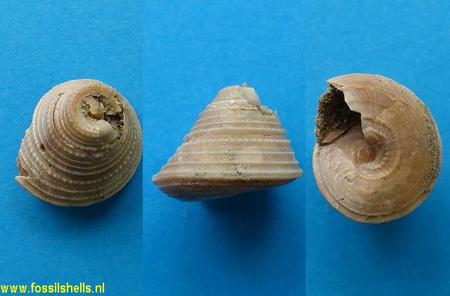 Calliostoma species