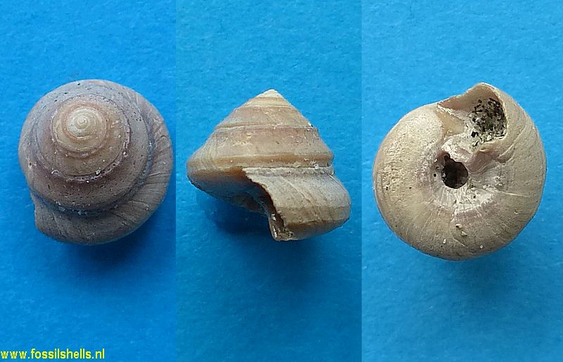 Spectamen species