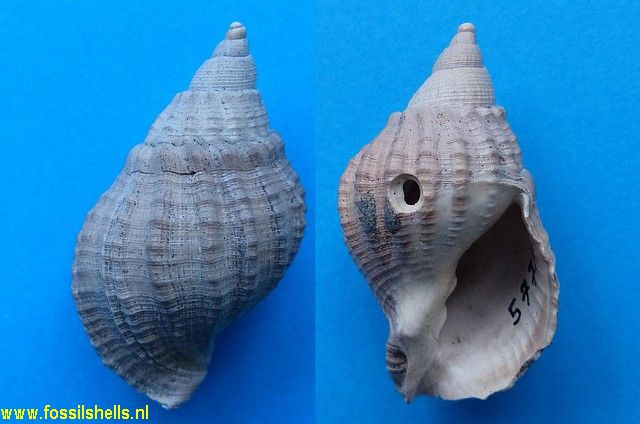 Maorivetia brevirostris