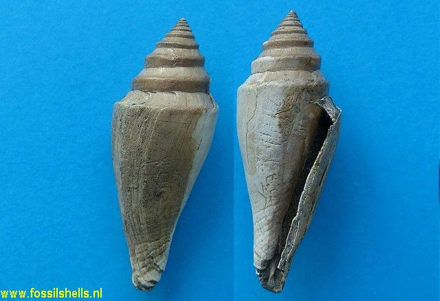 Conus armoricus