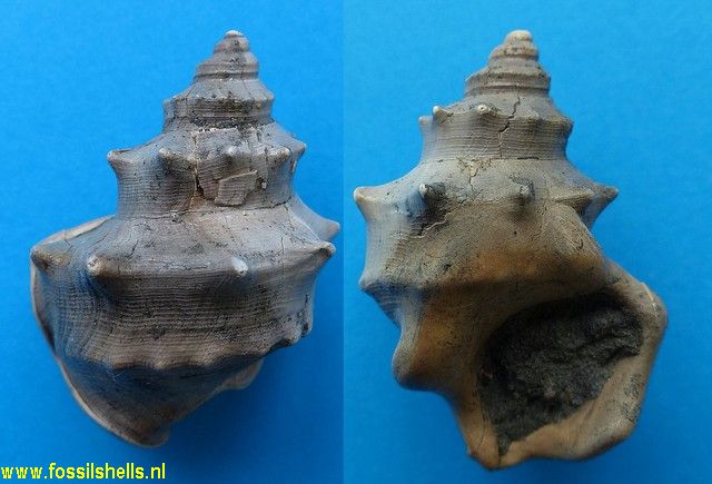 Struthiolaria spinosa