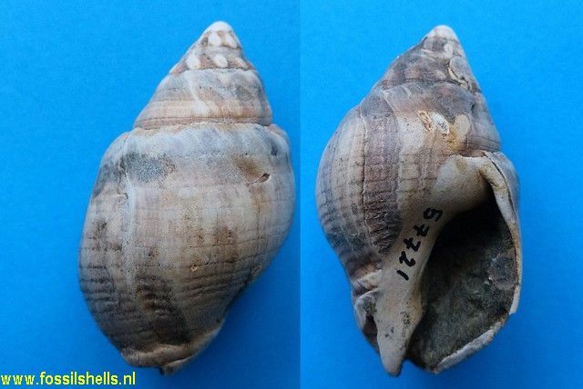 Thais species