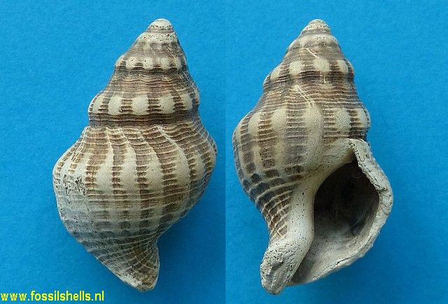 Austrofusus species