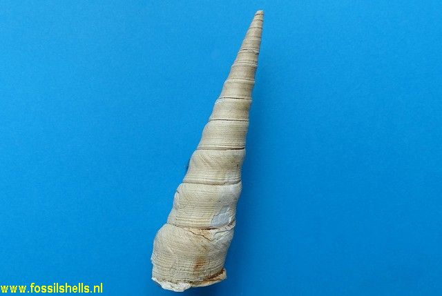 Tropicolpus abscisus