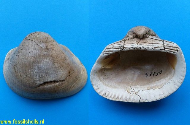 Cucullaea ponderosa