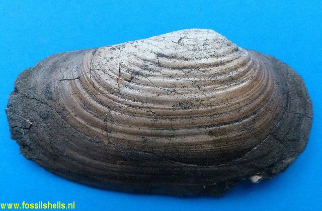 Panopea species