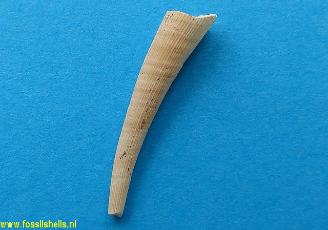 Dentalium species