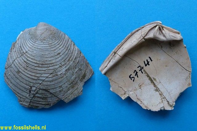 Myrtea valdesculpta