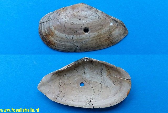 Tellina species