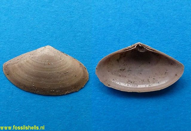 Scalpomactra species