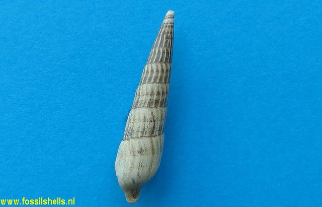 Terebra species