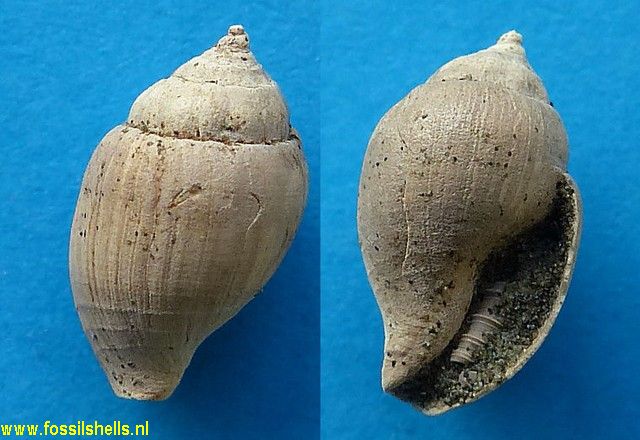 Zemitrella species