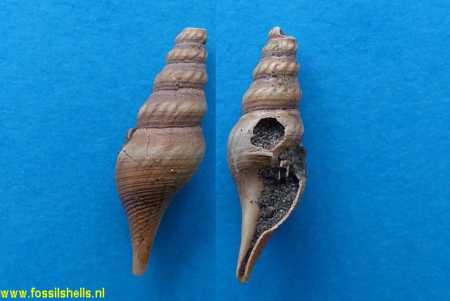 Gemmula species
