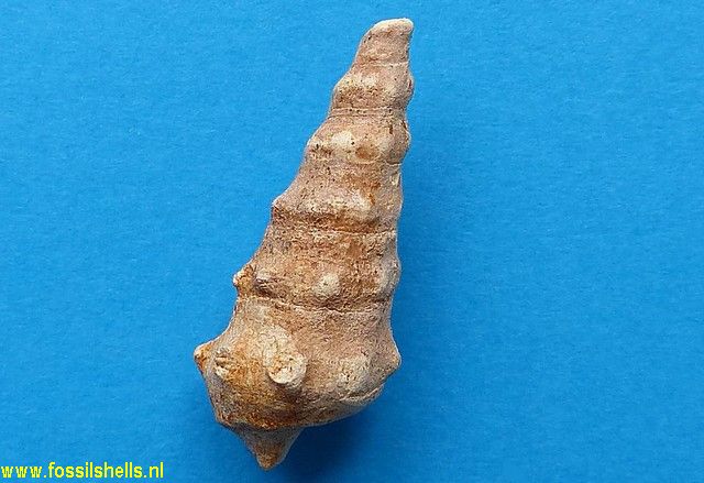 Cerithium species