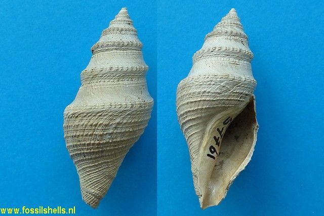 Bathytoma haasti