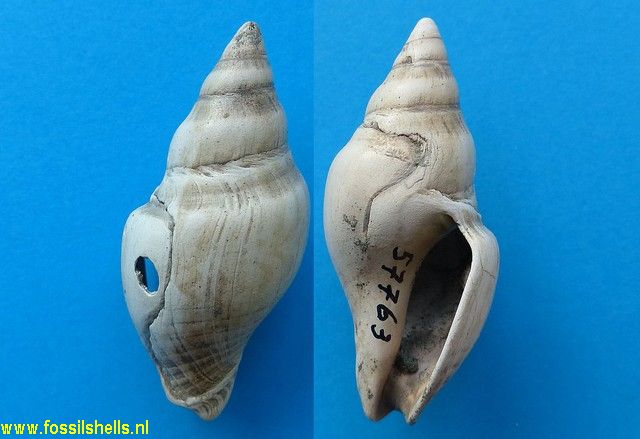 Austrotoma suteri