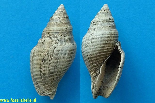 Austrotoma excavata