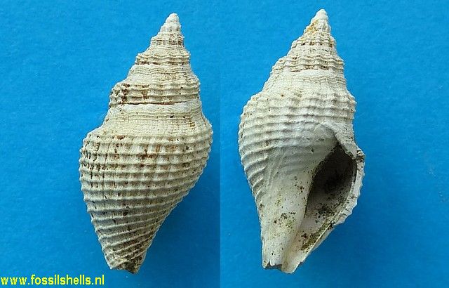 Austrotoma lawsi