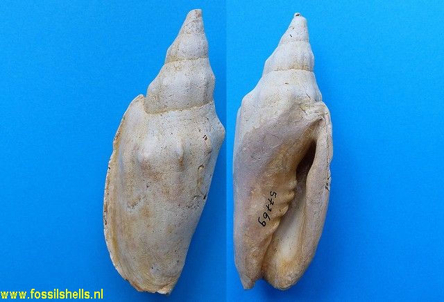 Alcithoe sequax