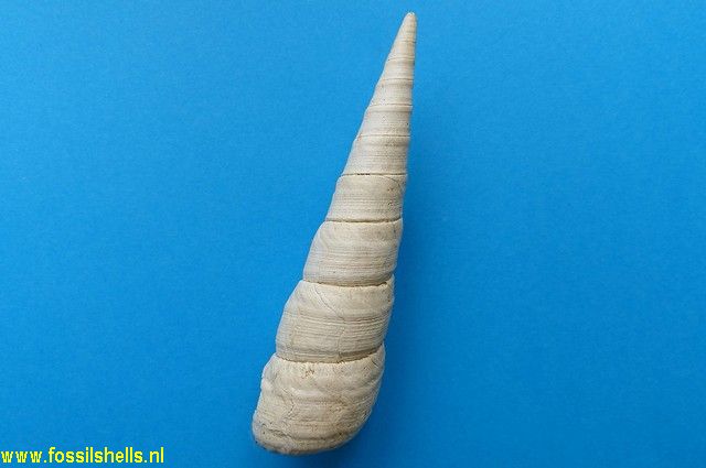 Tropicolpus abscisus