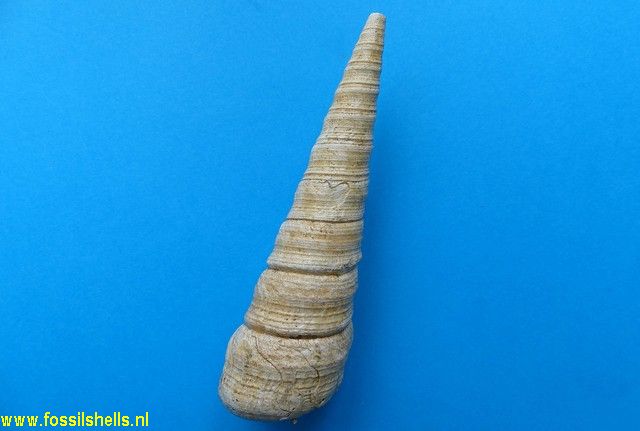 Tropicolpus cavershamensis