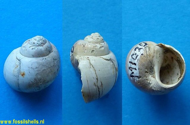 Falsilunatia ambigua