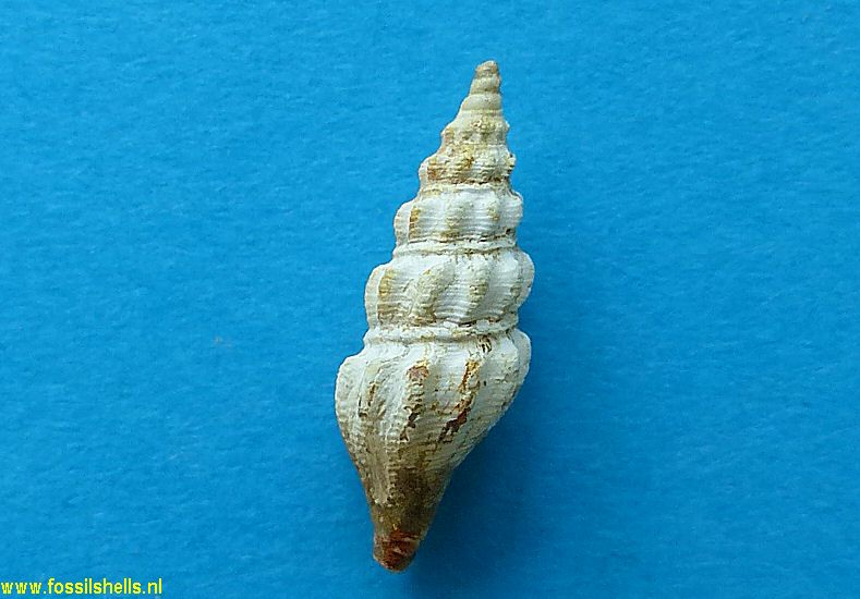 Splendrillia species